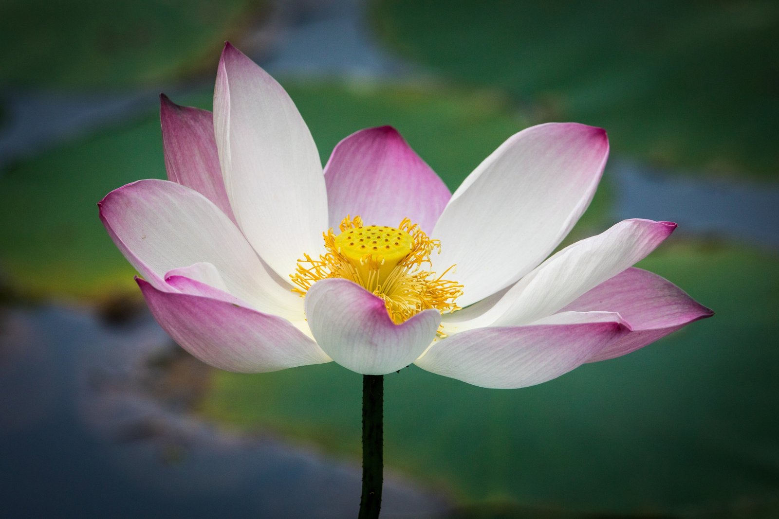 wildlife photography safari Lotus 2 Sri Lanka Inger Vandyke